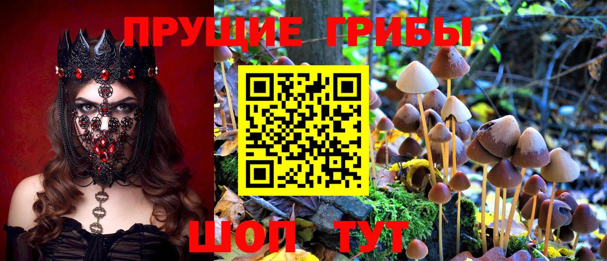 Псилоцибиновые грибы Psilocybe Железногорск